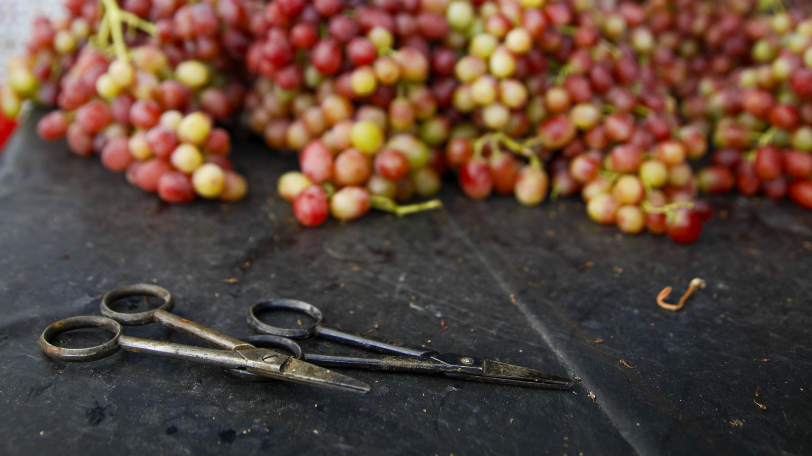 La tradicional faena de la uva de Canjayar, en imágenes
