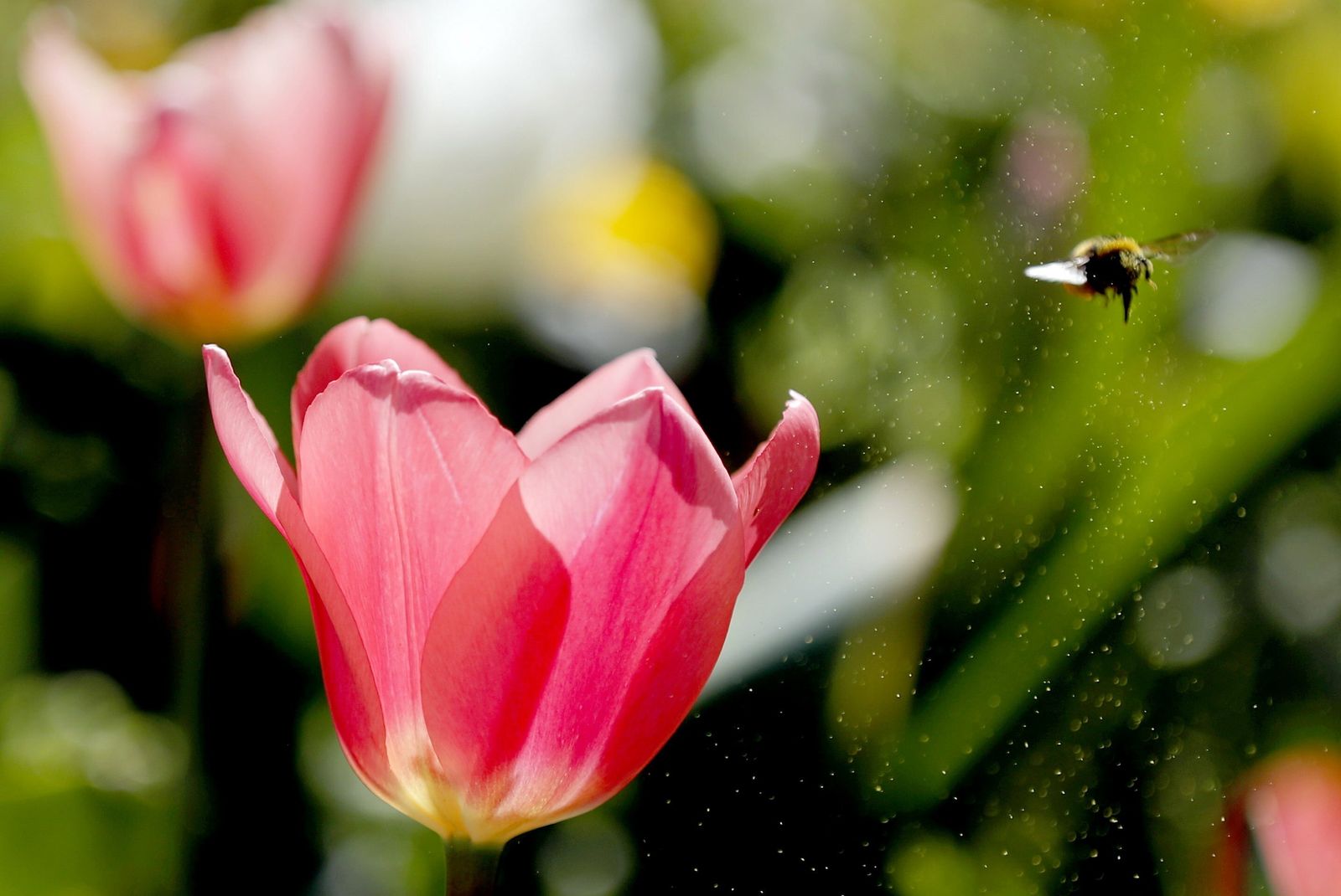 Los abejorros polinizadores invaden el hábitat de los nativos