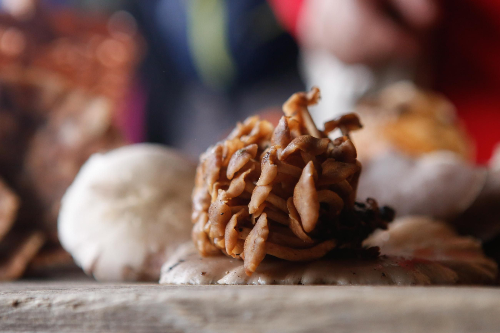 Las fotos de las XII Jornadas Micológicas del Estrecho en Los Barrios