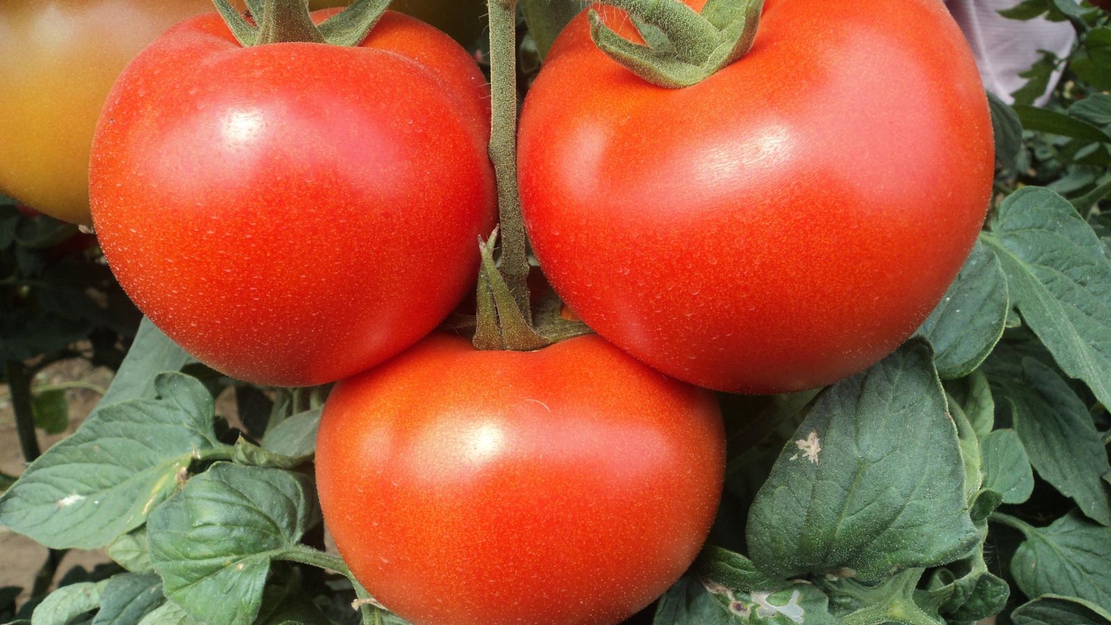 tomates