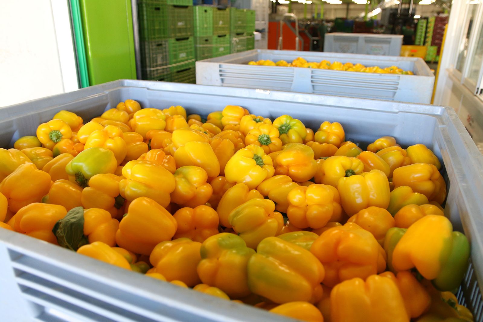 Fotogalería Unica alcanza los 500 millones de kilos