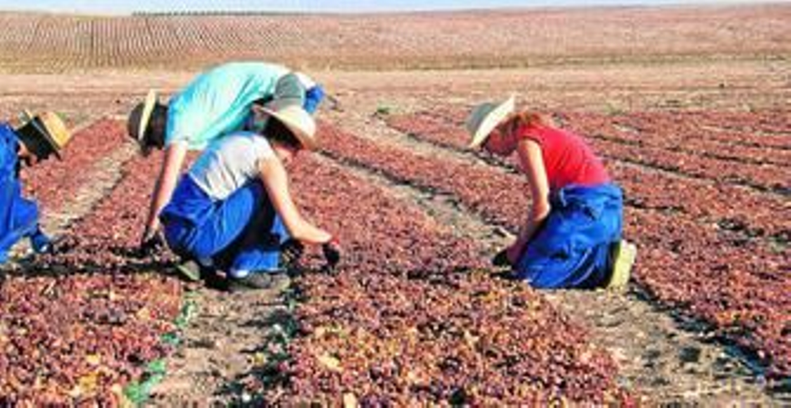 Recolectores de uva en los campos de Pedro Ximénez.