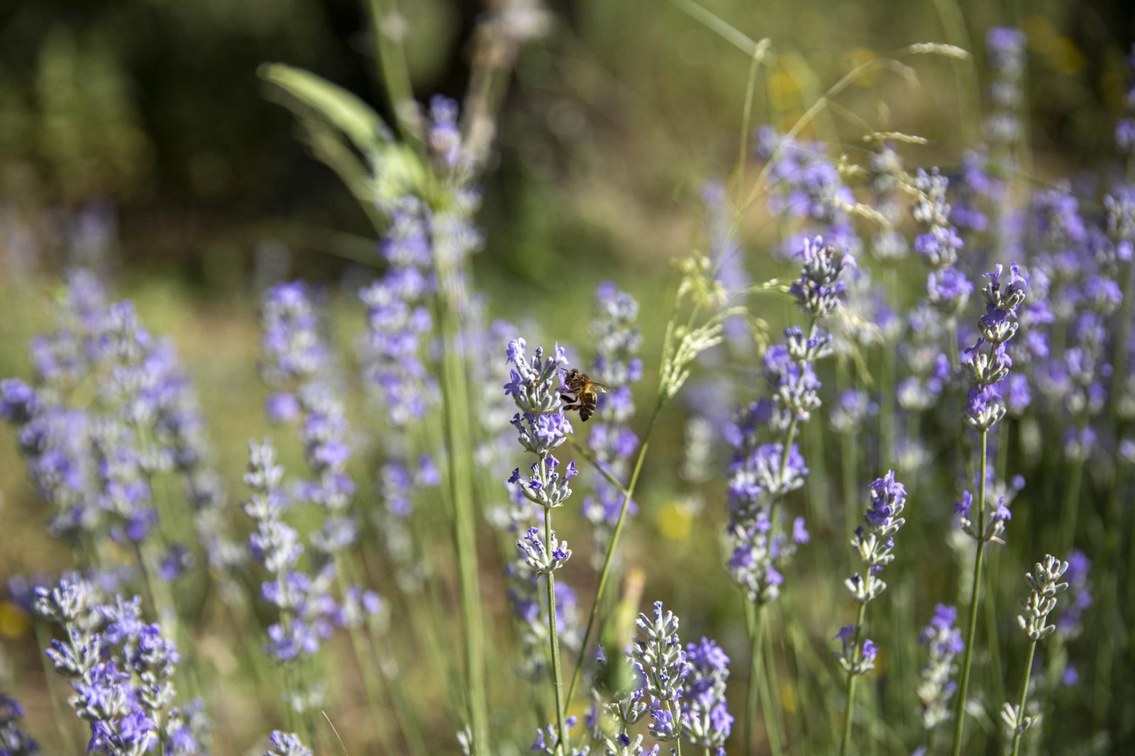 El jardin de lavandas en Benecid