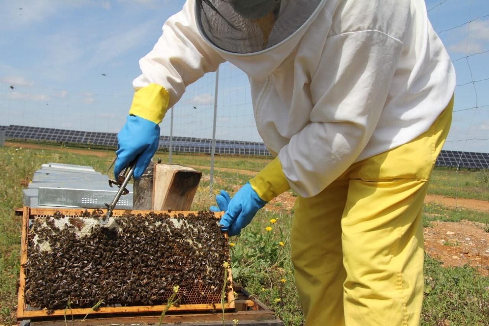 Una de las colmenas de la planta solar de Las Corchas, en Carmona.