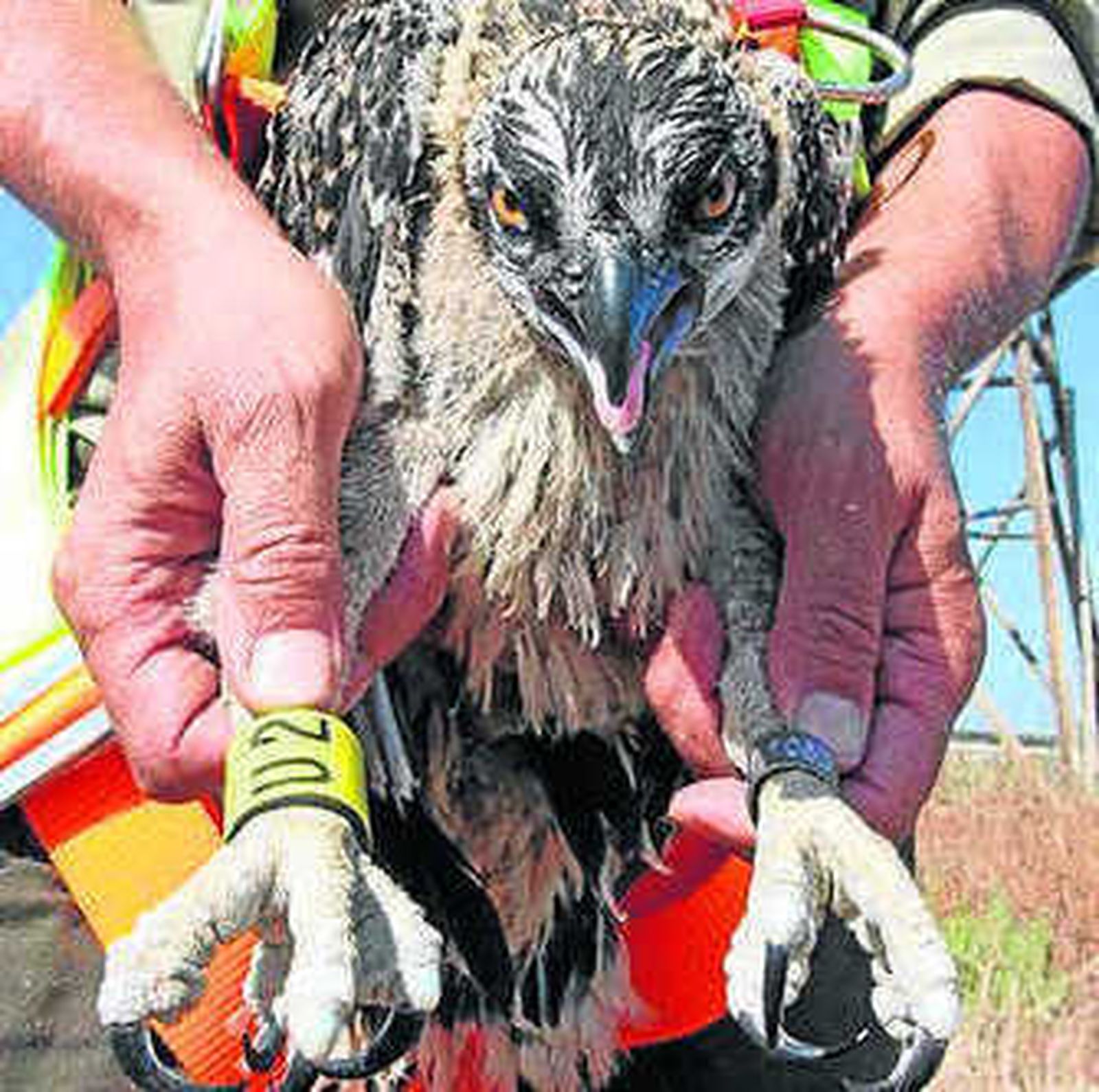 Anillamiento de un águila pescadora.