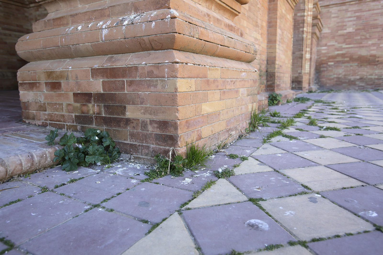 Mal estado de los arriates y plantas en la Plaza de España