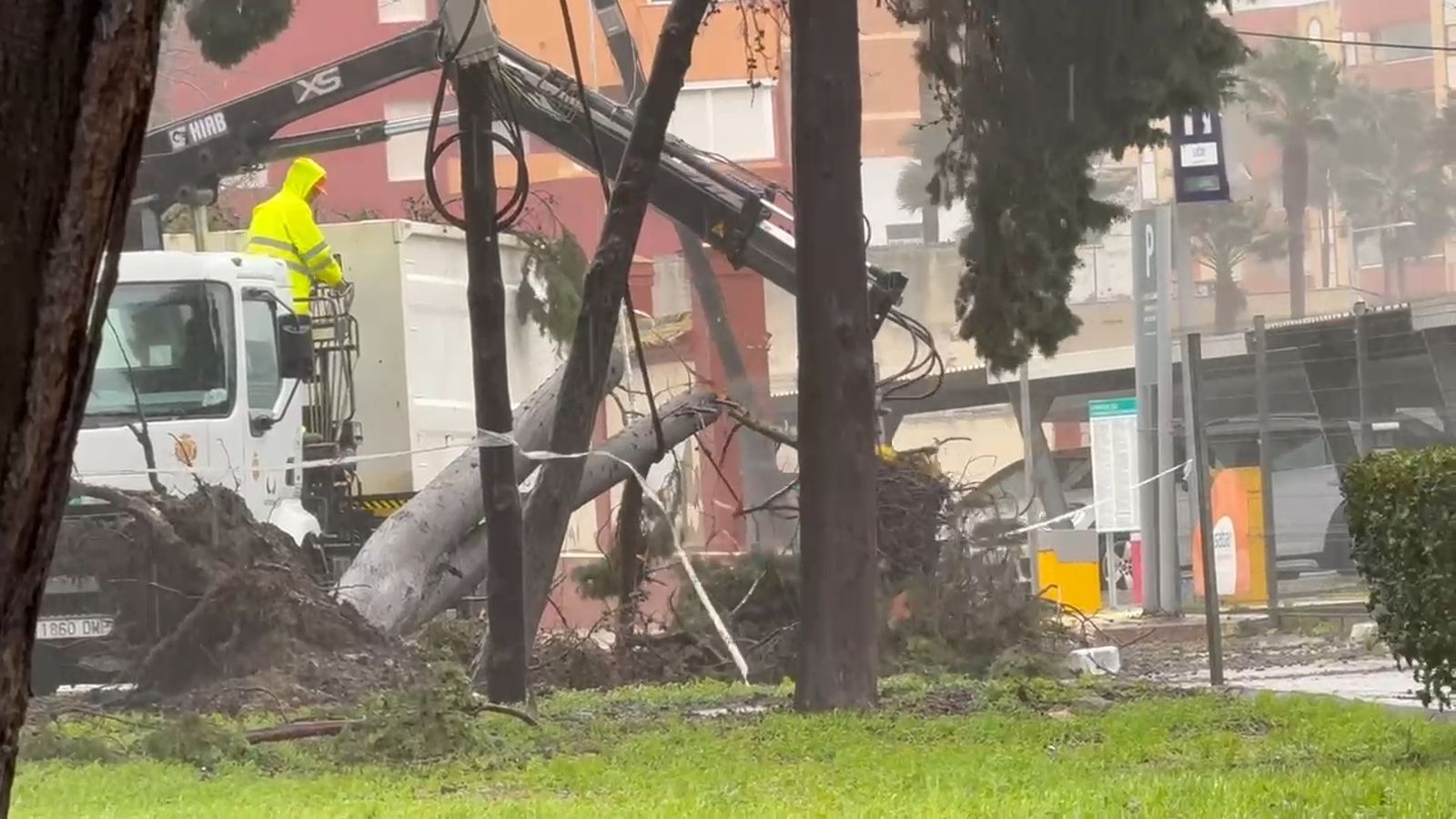 Retirada de árboles en Algeciras