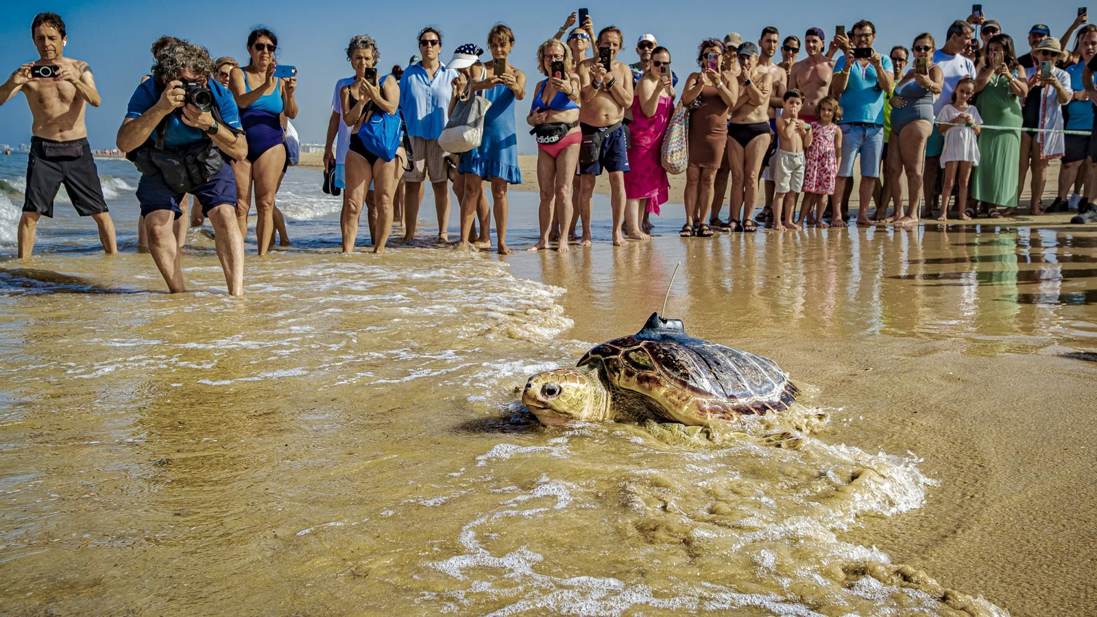 Las imágenes de la vuelta al mar de tres tortugas marinas en la playa de Cortadura, en Cádiz.