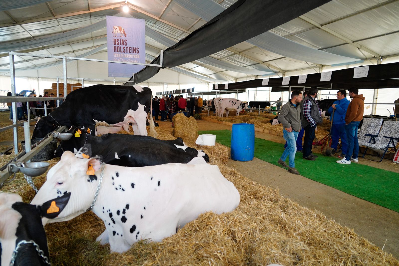 Algunos de los animales de la feria de Dos Torres.