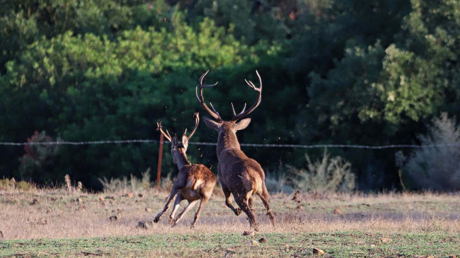 Fotos de la berrea en el Campo de Gibraltar