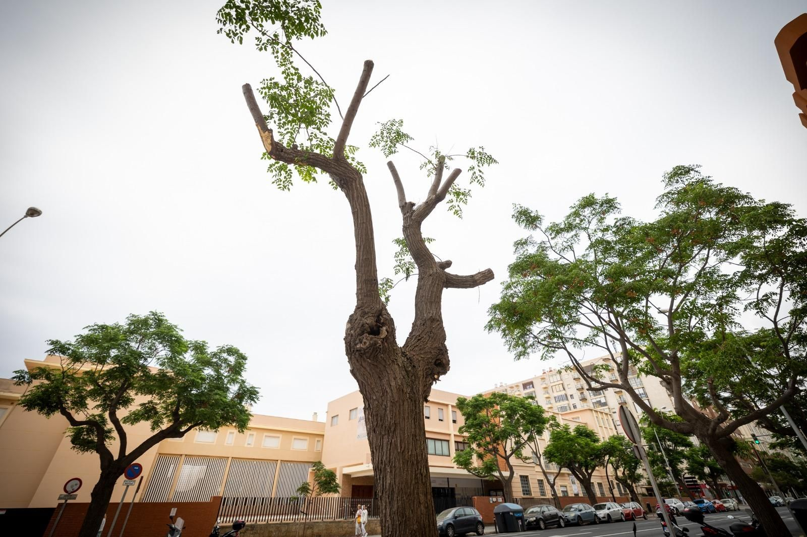 Uno de los árboles podados recientemente en la avenida principal de la ciudad.