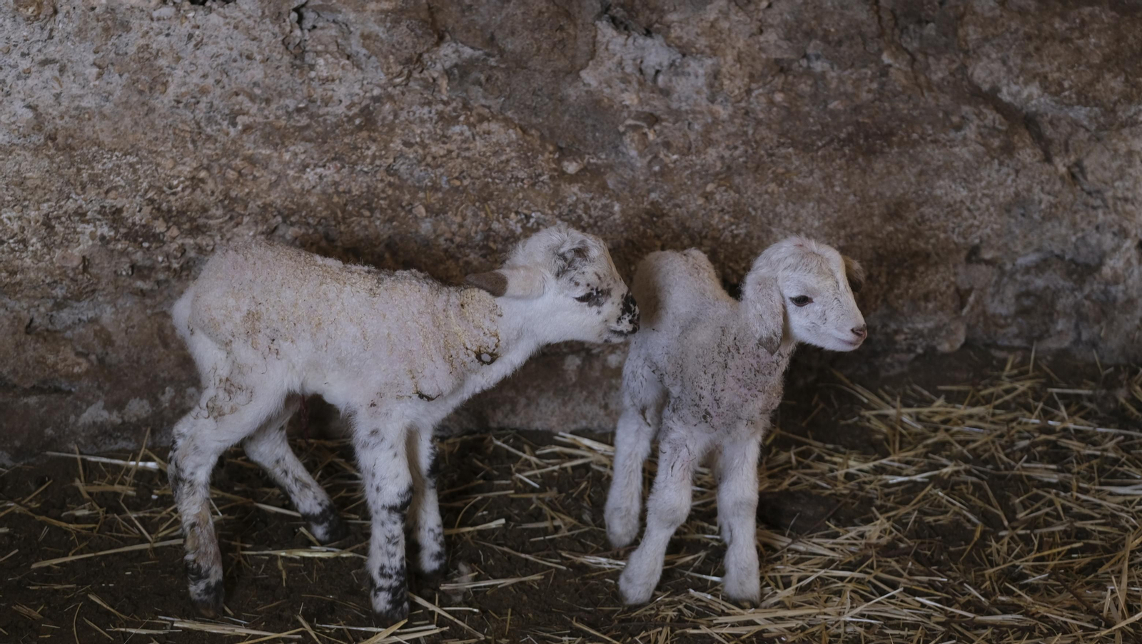Fotogalería de la ganadería tradicional de Vélez Rubio, las imágenes más tiernas de los corderos recién nacidos