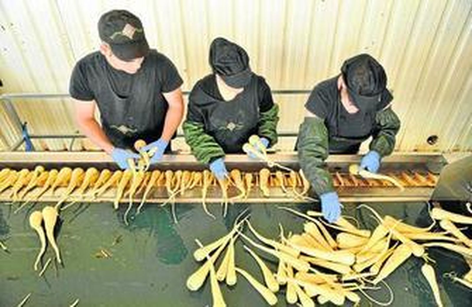 Un grupo de trabajadores seleccionan esta hortaliza parecida a la zanahoria, que se produce y  manipula en la cooperativa La Pequeña Holanda.