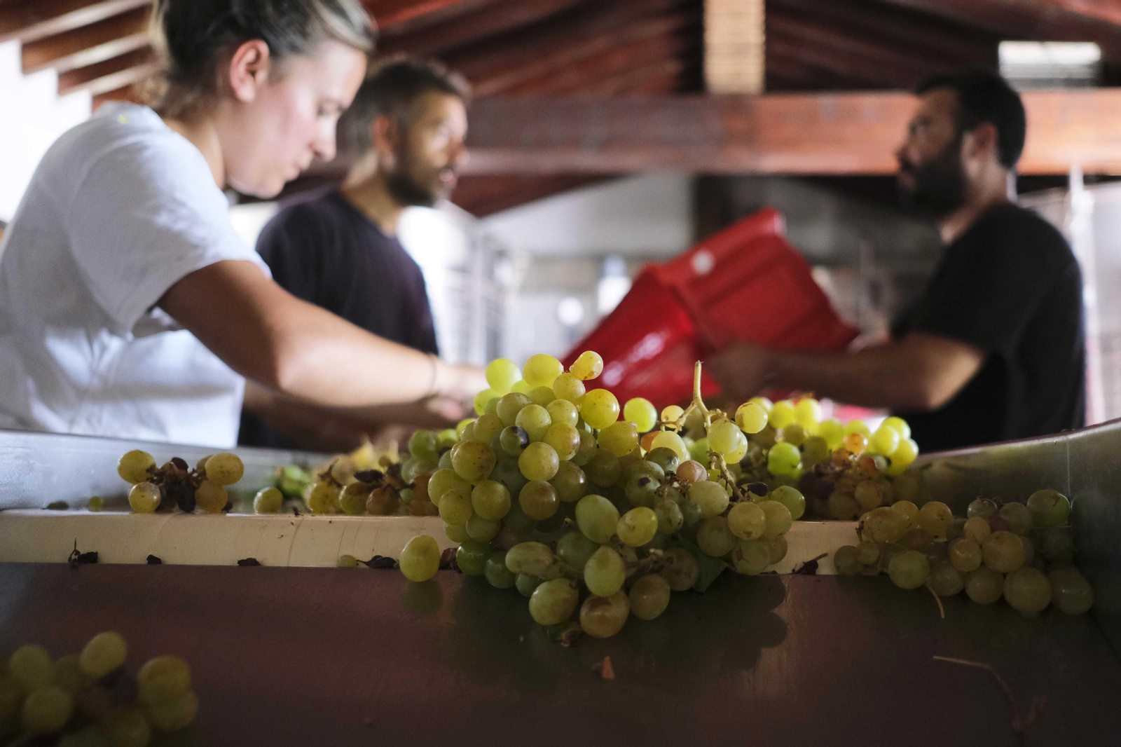 La vendimia de la Serranía de Ronda, en fotos.