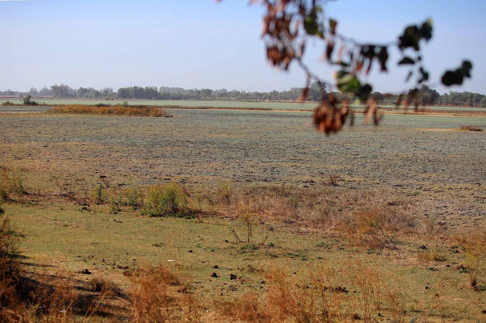 La marisma junto a la ermita de El Rocío seca, en imágenes