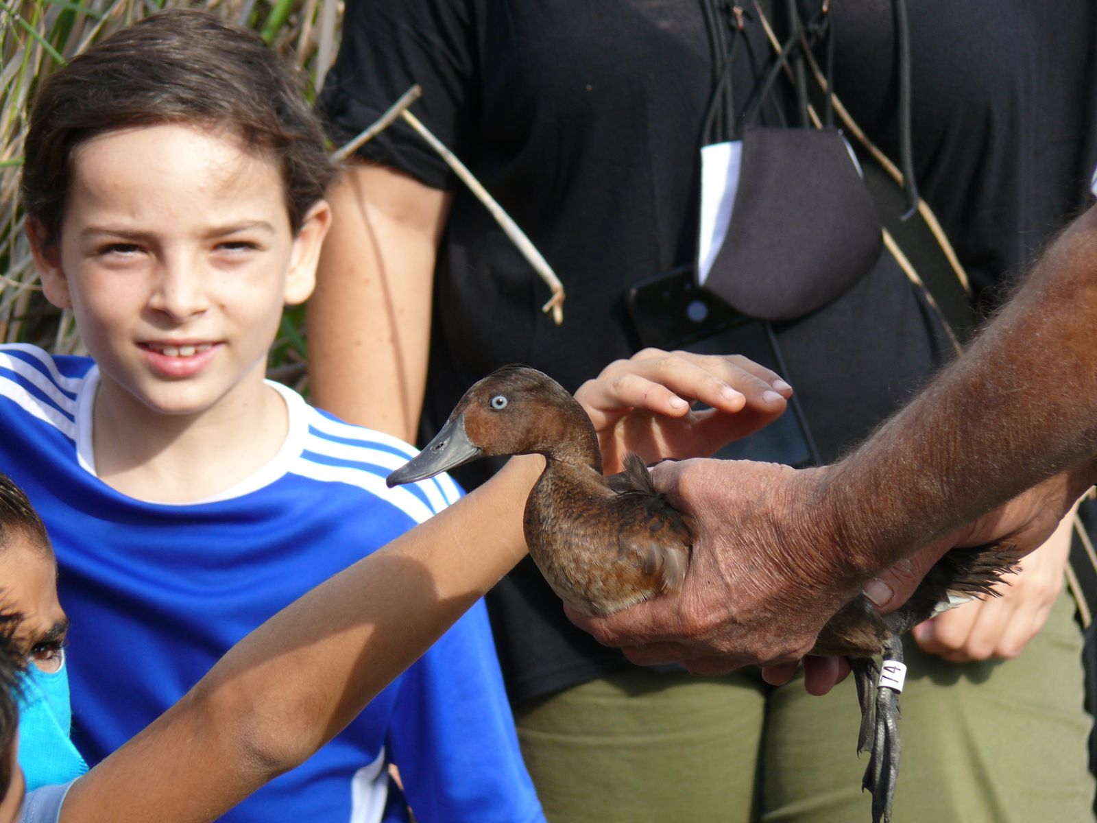 Las imágenes de la suelta de fochas cornudas y porrones pardos