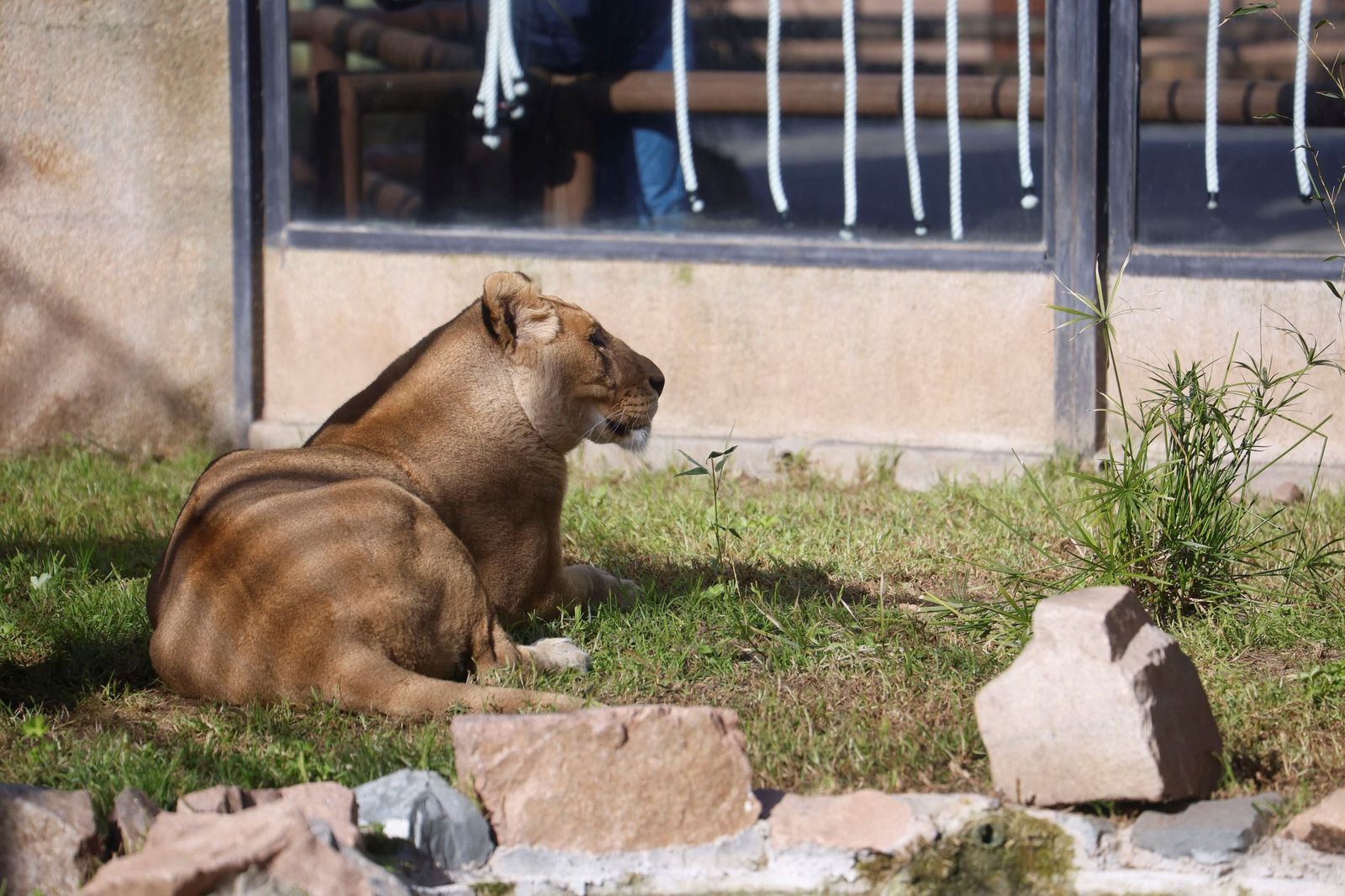 Las mejores imágenes de Zazu y Aissa, la nueva pareja de leones del Zoo de Córdoba