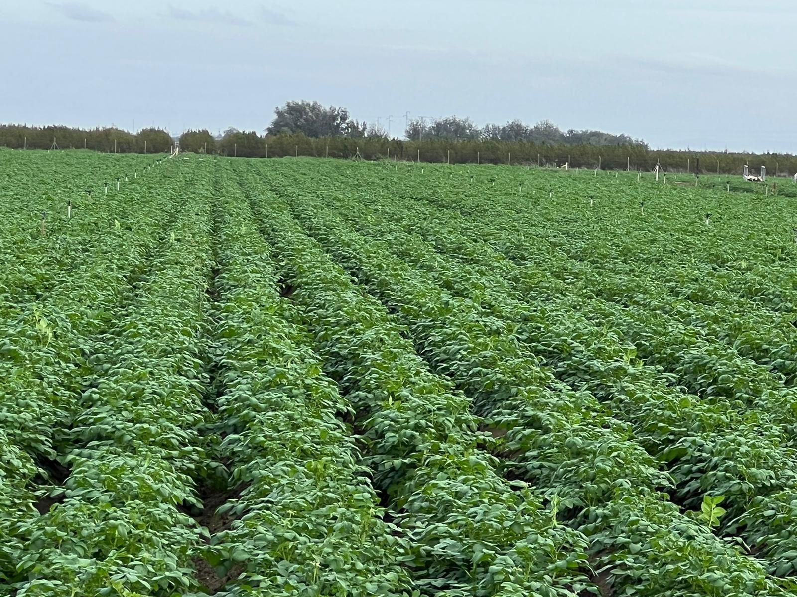 Parcela con patatas sembradas de Meléndez.