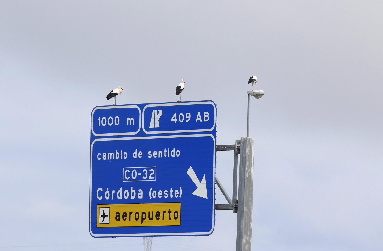Córdoba, hogar de las cigüeñas también en invierno