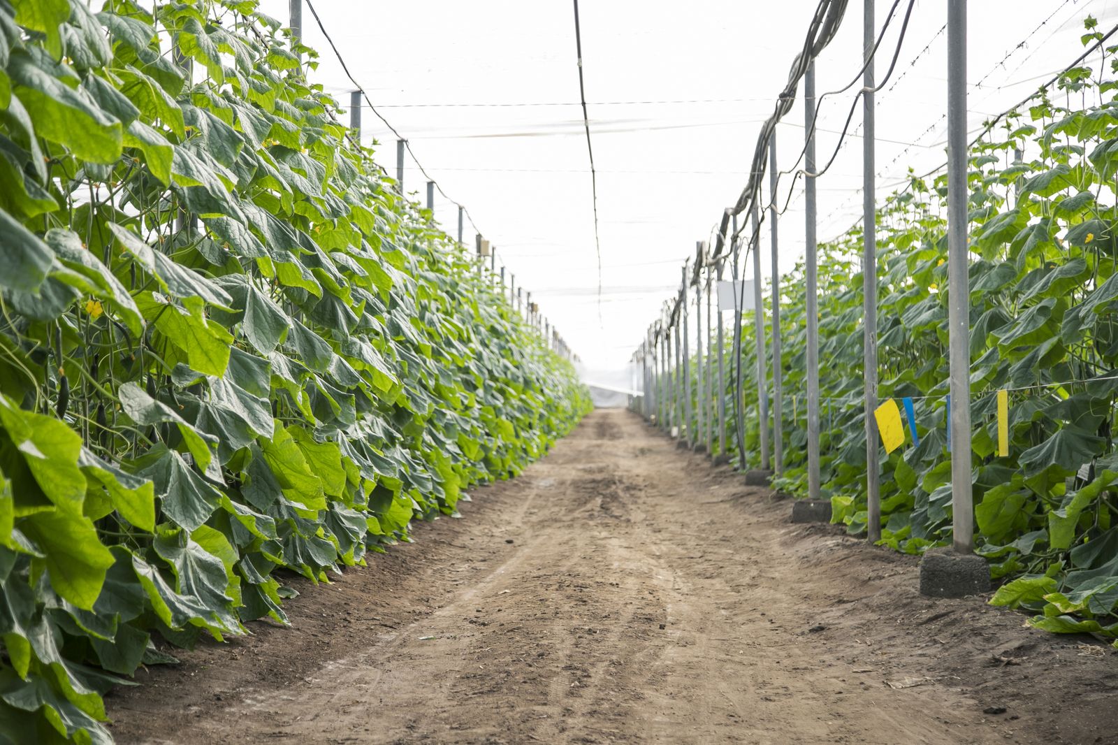 Cultivo de pepinos Viagro.
