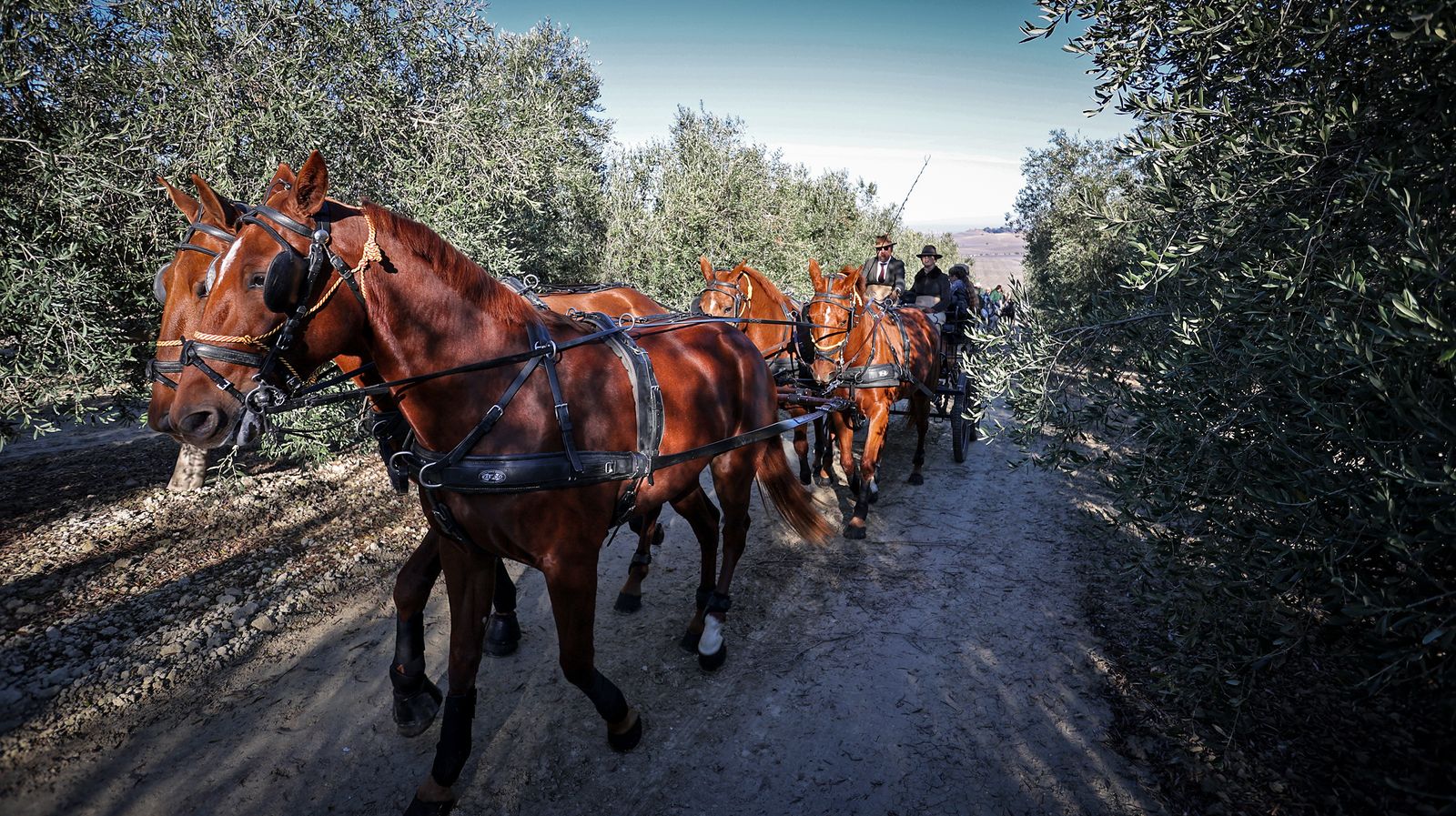 I Ruta de Carruajes Viñas de Jerez