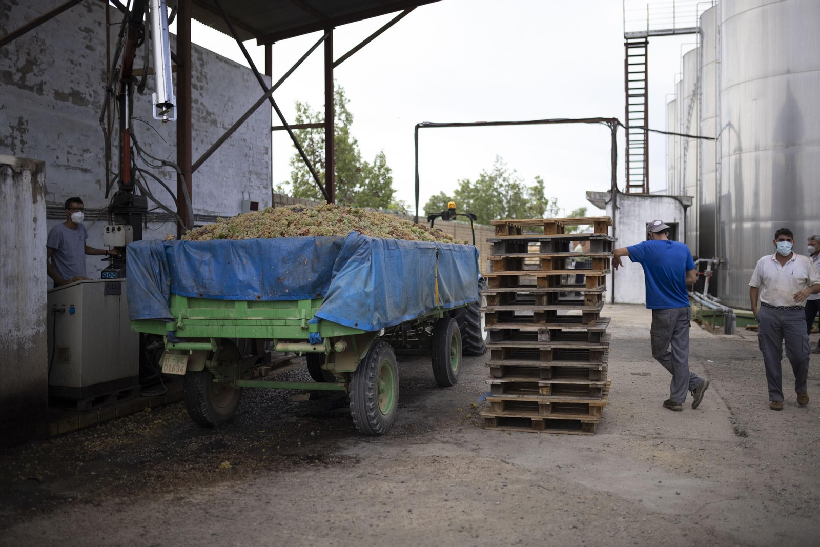Imágenes de la vendimia en el Condado de Huelva