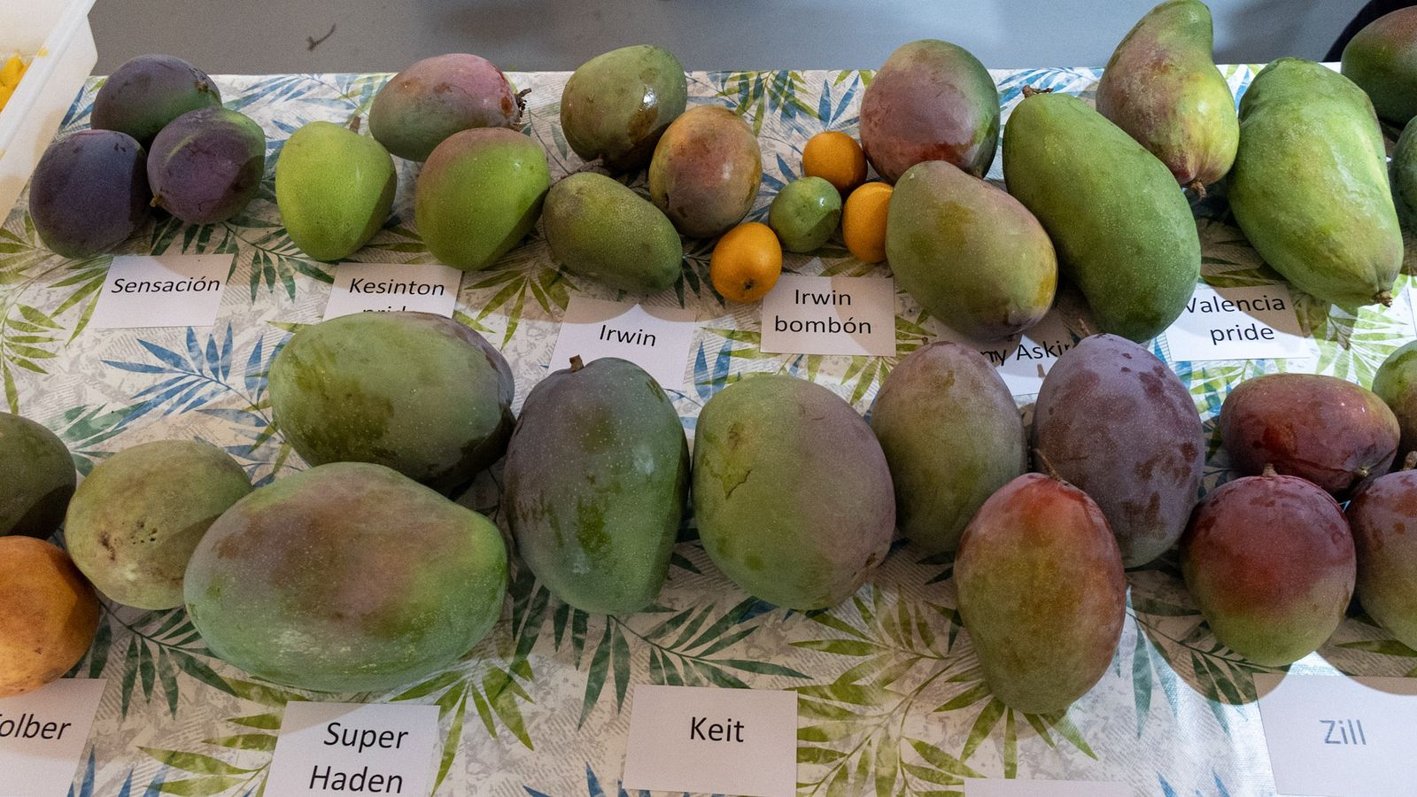 Algunas de las variedades de mangos que cultivan en la finca experimental Algunas de las variedades de mangos que cultivan en la finca experimental
