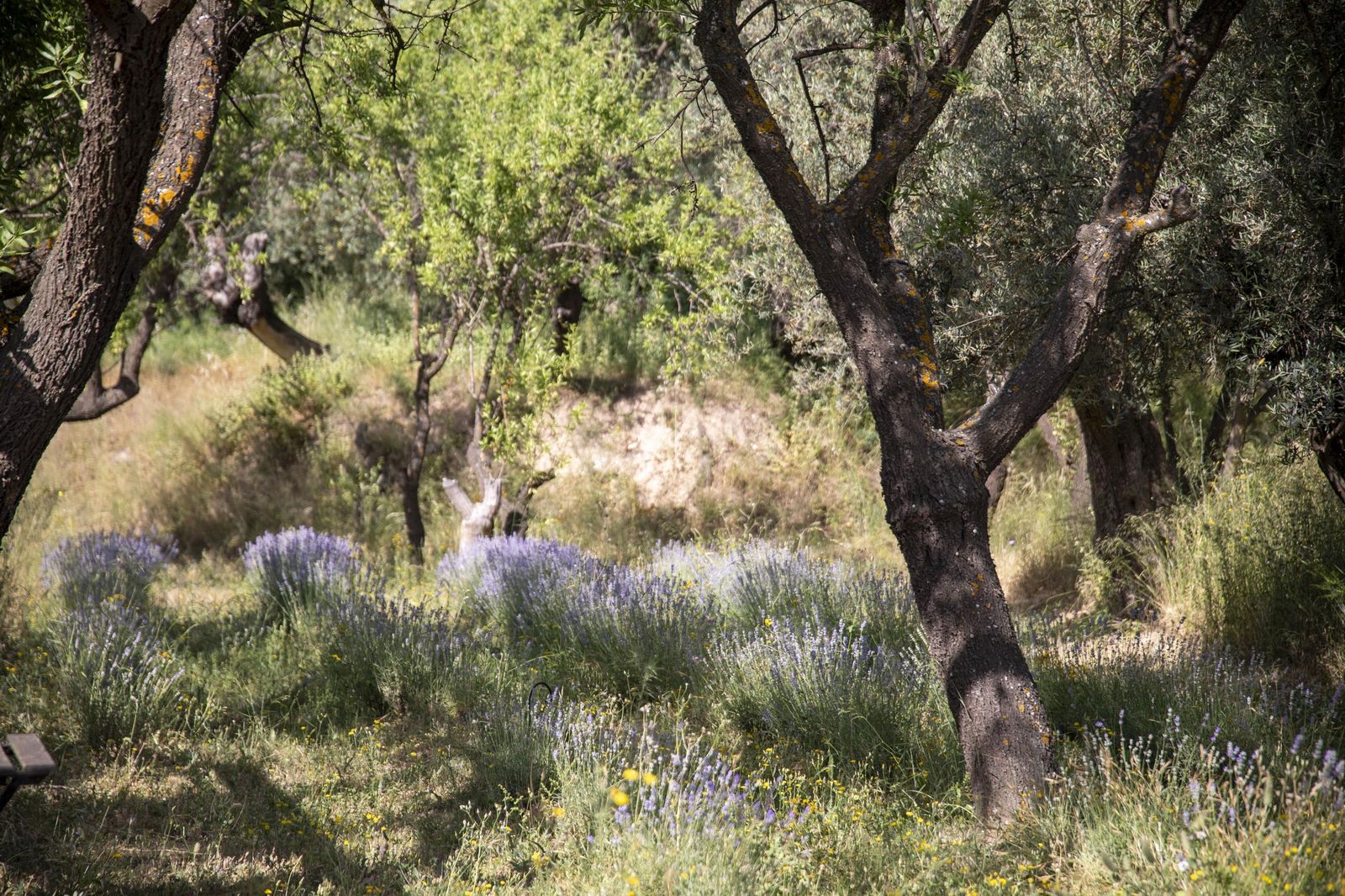 El jardin de lavandas en Benecid