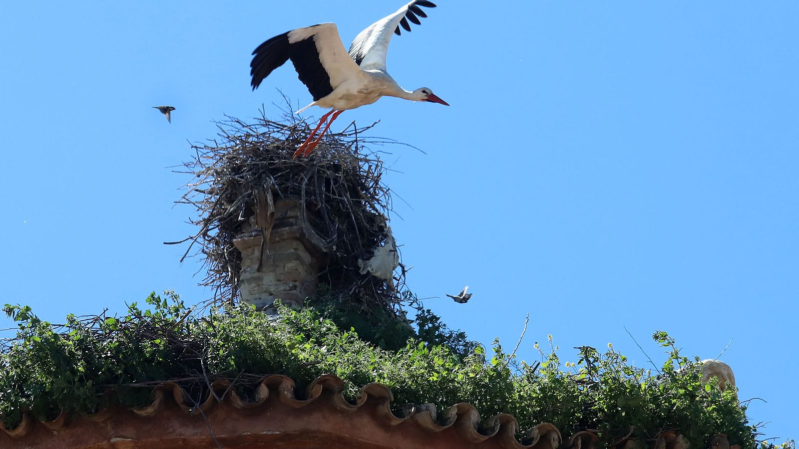 Una cigüeña blanca alza el vuelo desde su nido