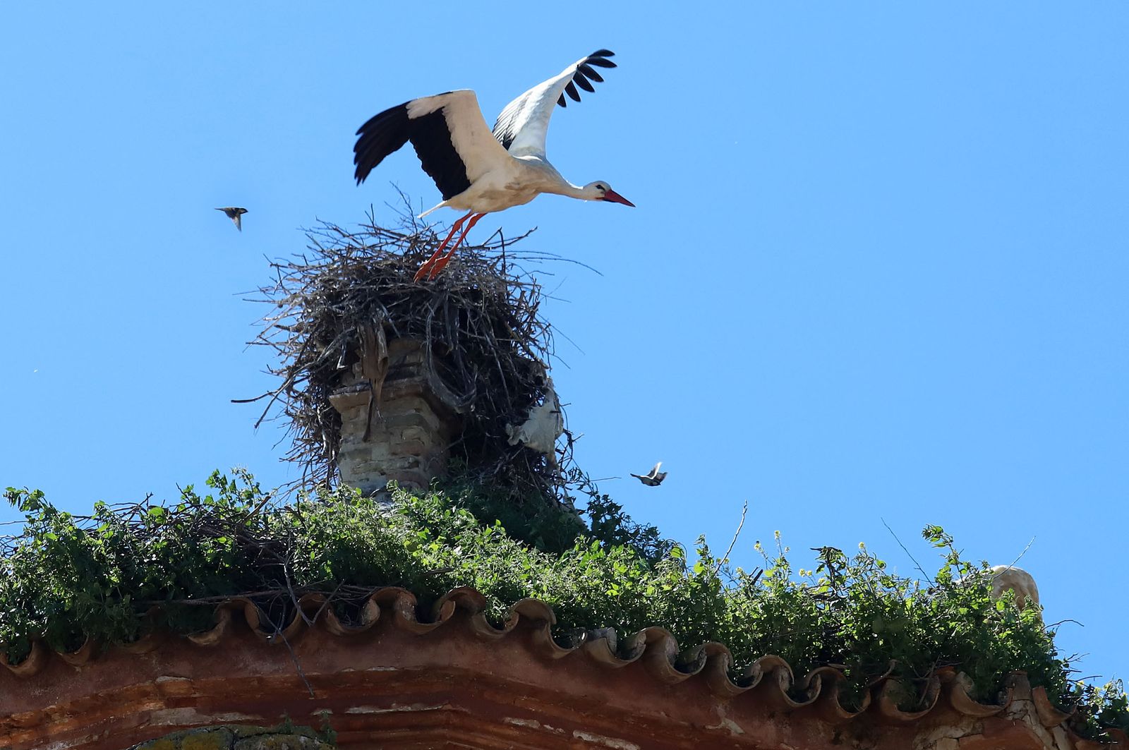 Una cigüeña blanca alza el vuelo desde su nido