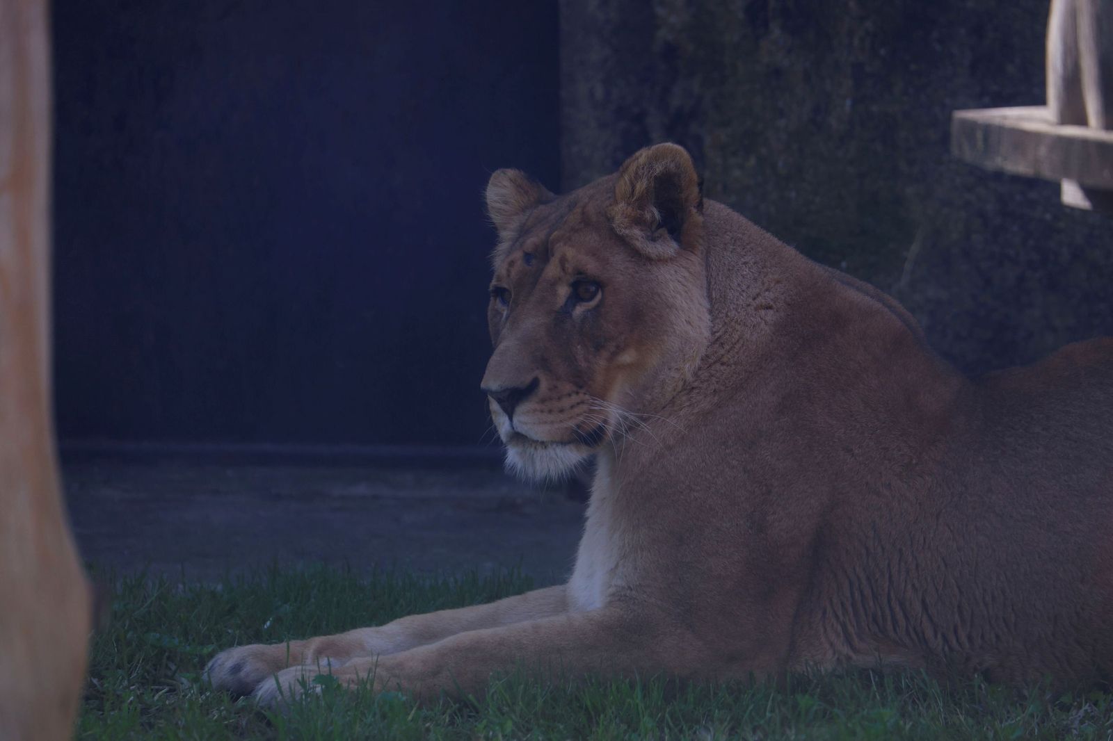 Las mejores imágenes de Zazu y Aissa, la nueva pareja de leones del Zoo de Córdoba