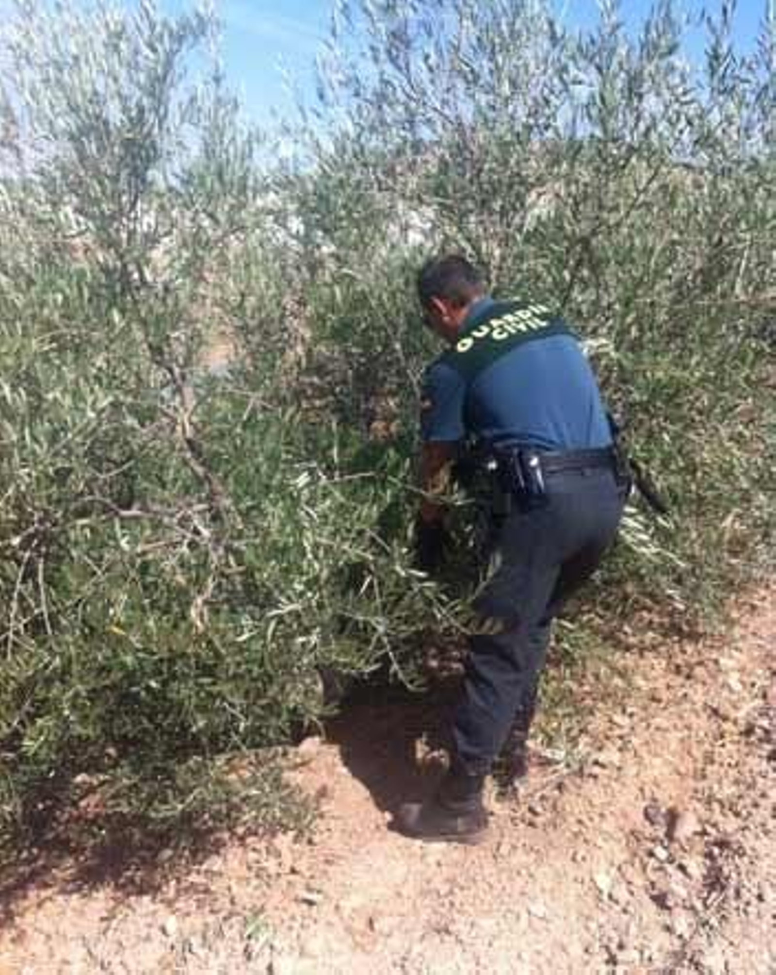 Un vecino de Pruna, arrestado por plantar marihuana en un solar