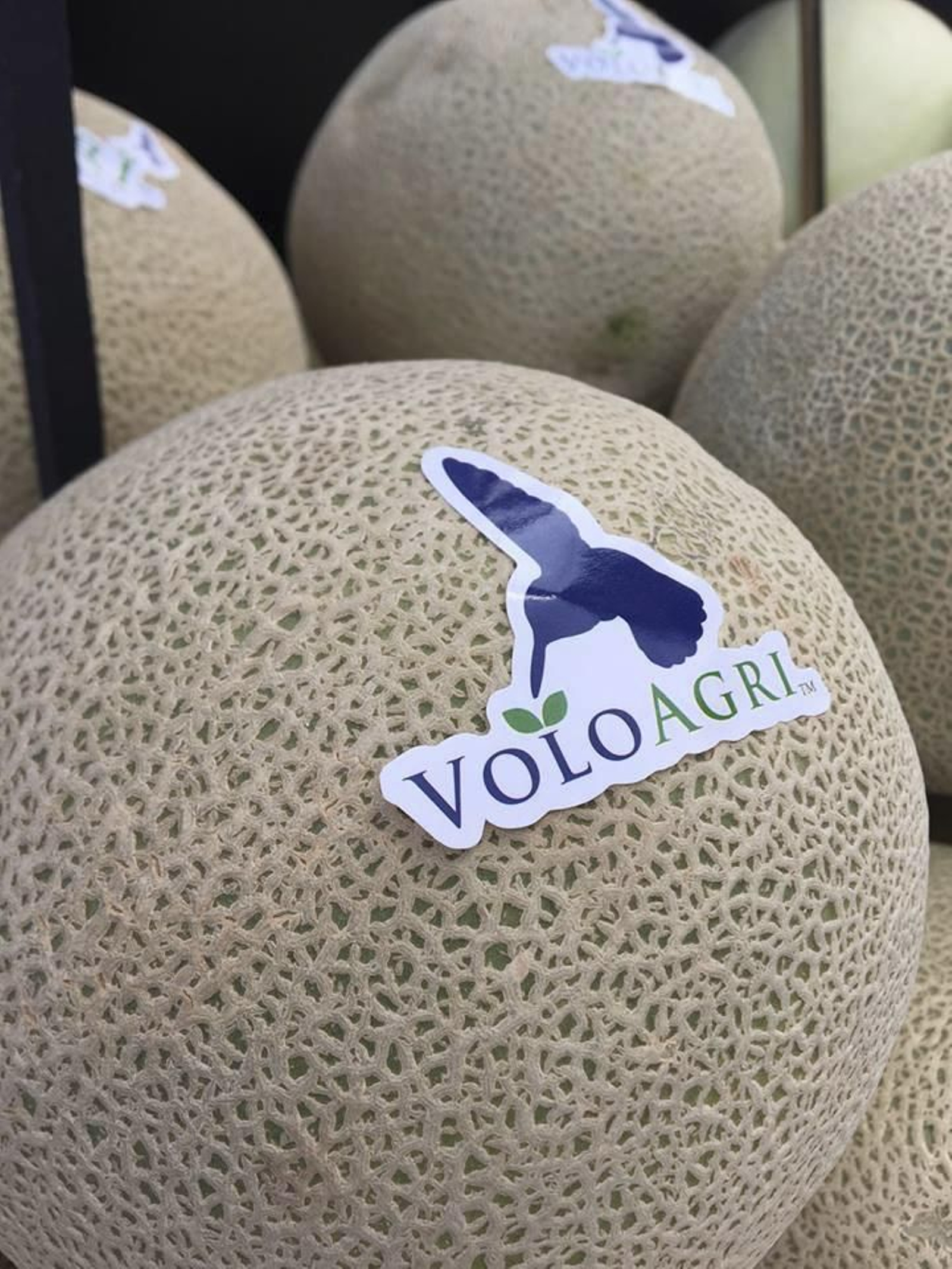 Foto de familia entre algunos de los 'breeders' de los distintos países que han participado en el congreso.