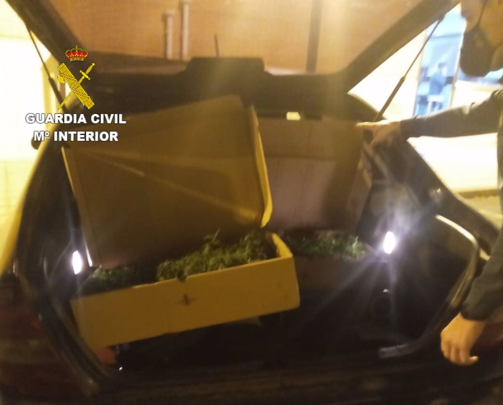 La Guardia Civil interviene 1.471 plantones de marihuana en tres centros de producción de Alomartes