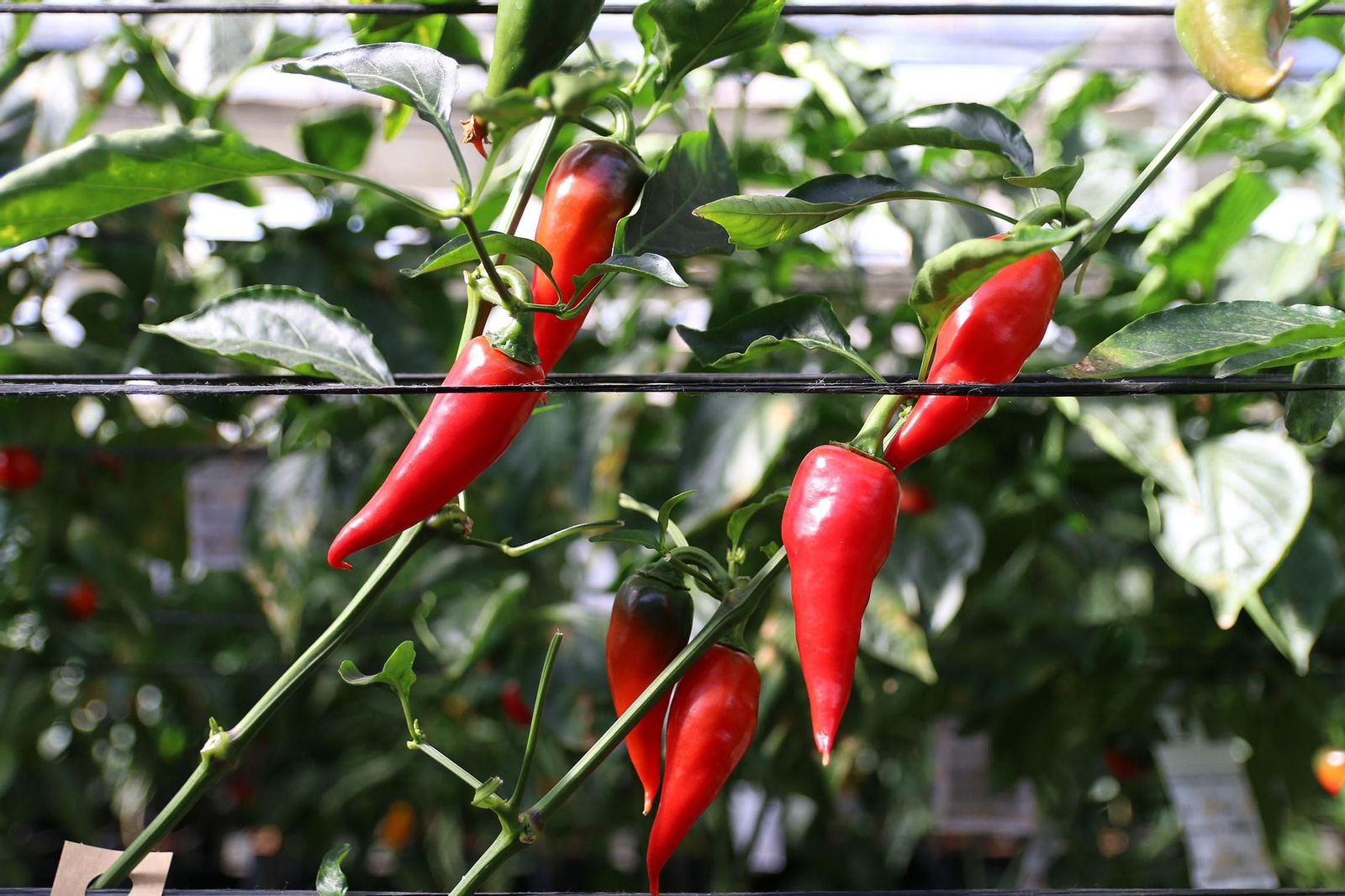 Fotogalería de la presentación de Plataforma Tierra, de Cajamar e IBM