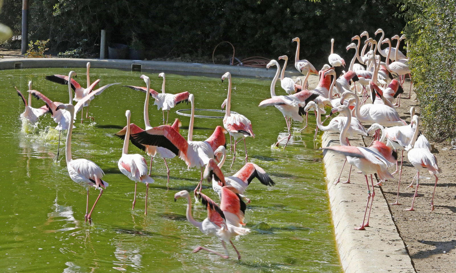 1, 3 y 4. Flamencos en la entrada del Parque y los felinos de la familia zoológica. 2. Operarios trabajando en la ampliación de la parcela de los lobos. 5. La zona de los hipopótamos, de las más antiguas. 6. El área de descanso no cuenta con el parque infantil. FOTOS: PASCUAL. 1, 3 y 4. Flamencos en la entrada del Parque y los felinos de la familia zoológica. 2. Operarios trabajando en la ampliación de la parcela de los lobos. 5. La zona de los hipopótamos, de las más antiguas. 6. El área de descanso no cuenta con el parque infantil. FOTOS: PASCUAL.