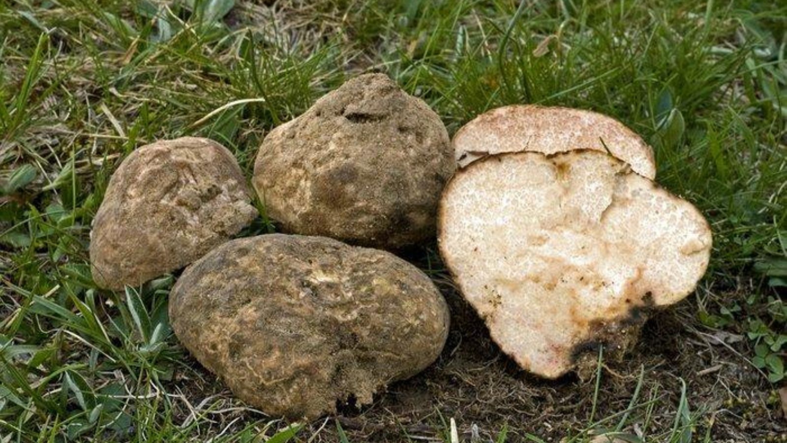 Terfezia arenaria (criadillas).