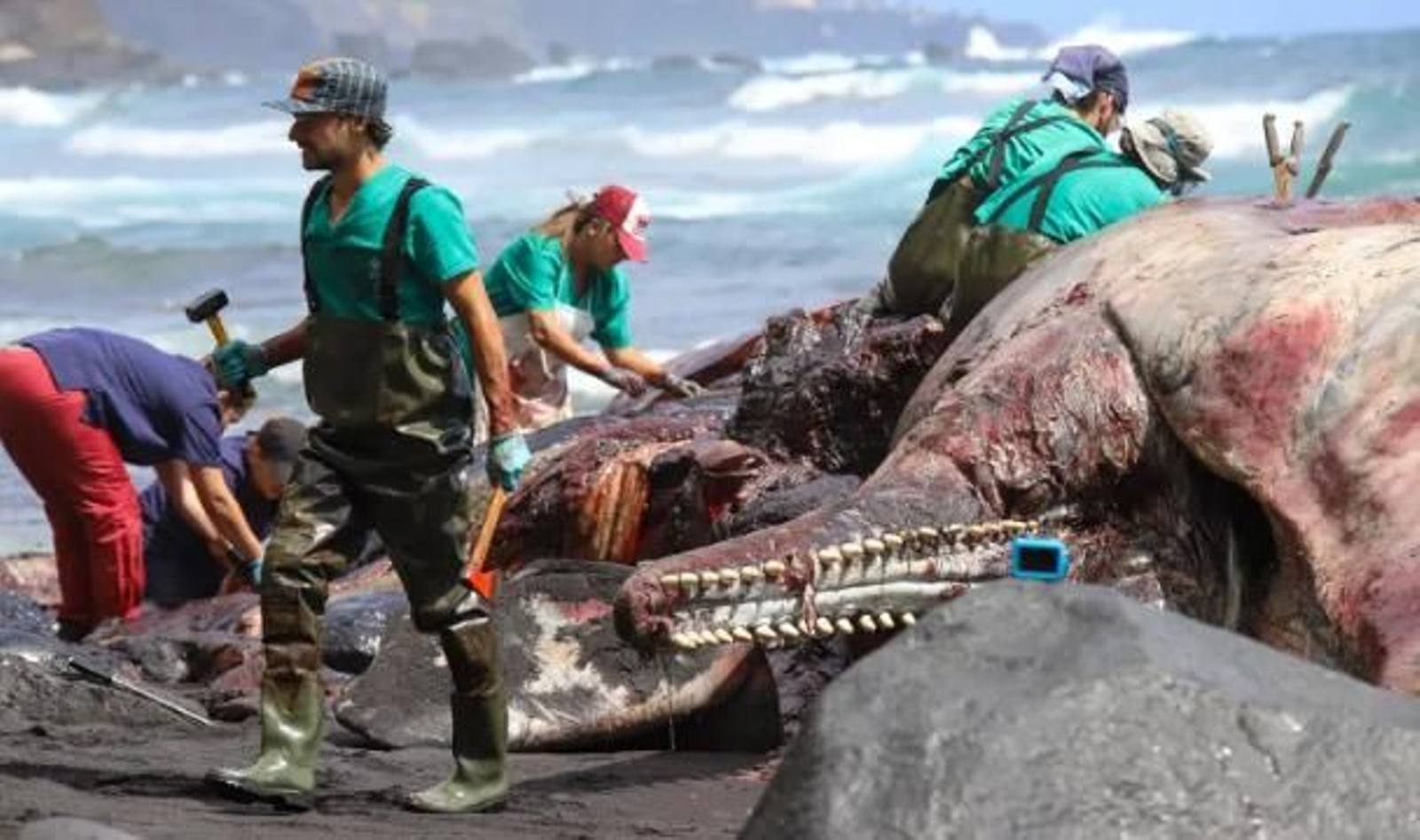 El tesoro mató al cachalote: Cómo el cotizadísimo ámbar gris puede derivar en septicemia
