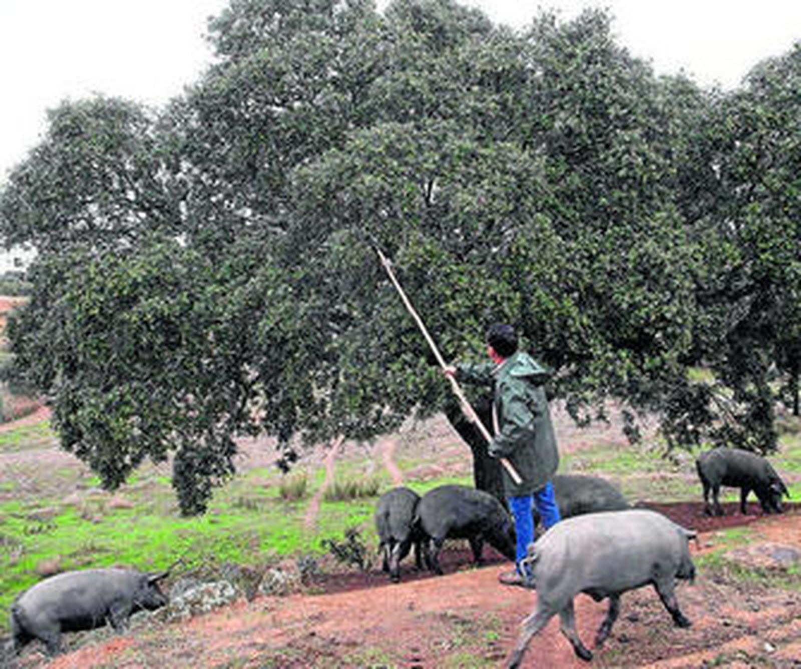 Un hombre varea una encina para proporcionar bellotas a los cerdos.