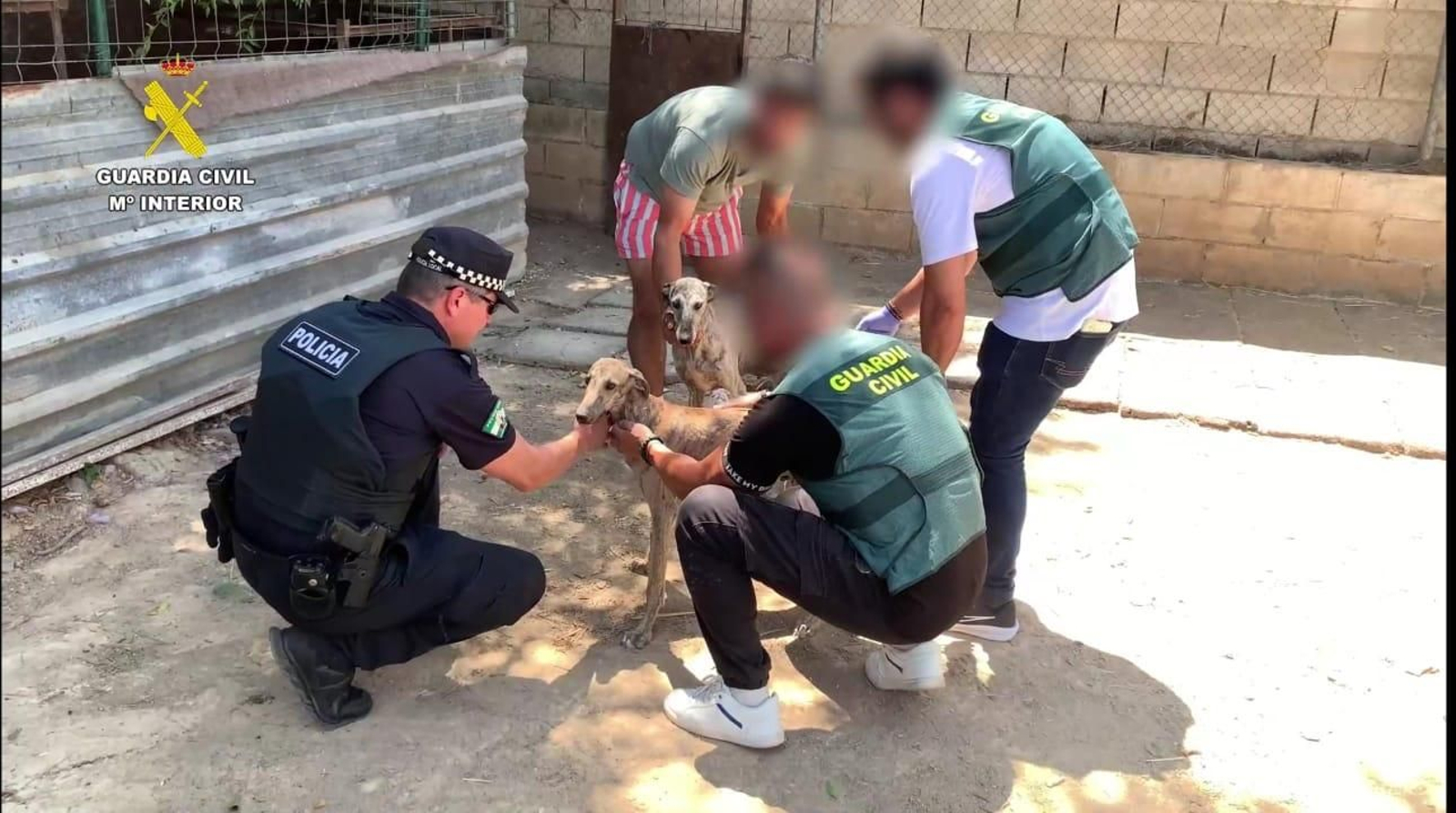 Los galgos robados.