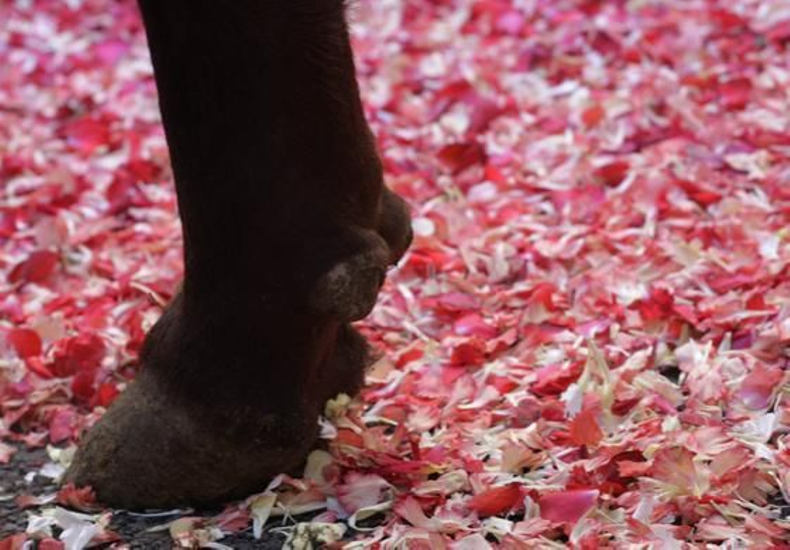 La Hermandad del Cerro del Águila inicia su peregrinación hacia El Rocío.

Foto: BELEN VARGAS
