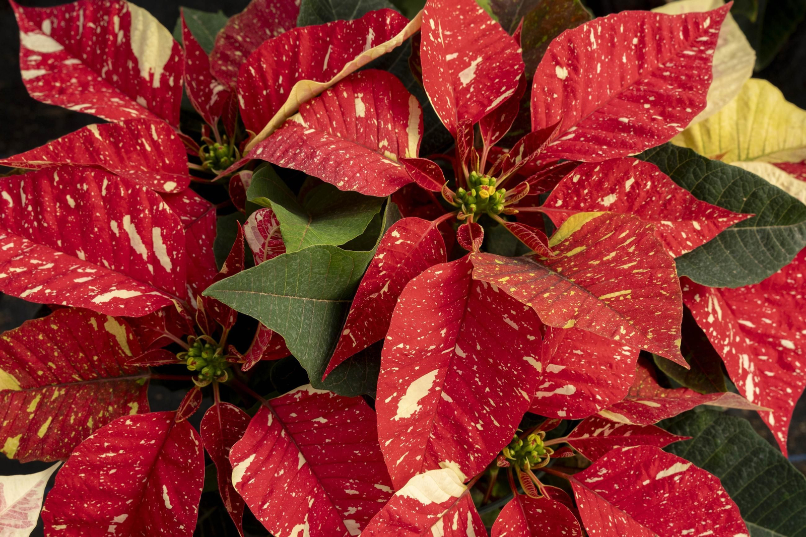 Así son las flores de pascua de SolísPlant, en imágenes