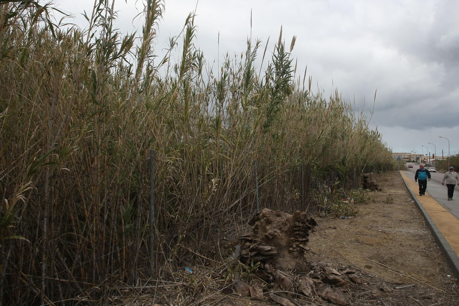 La zona en la que el cañaveral dejará paso a un nuevo parque.