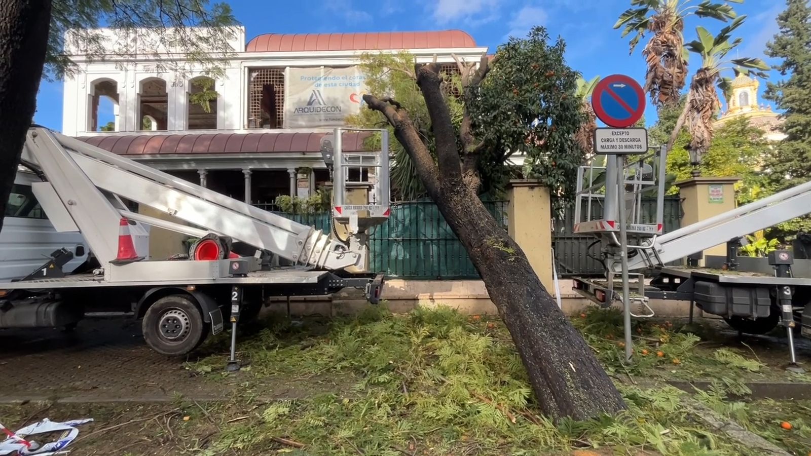 Cae un árbol en la avenida de María Luisa
