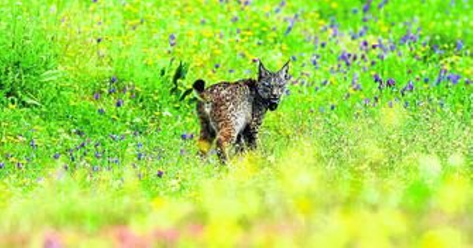 Suelta de un lince ibérico.