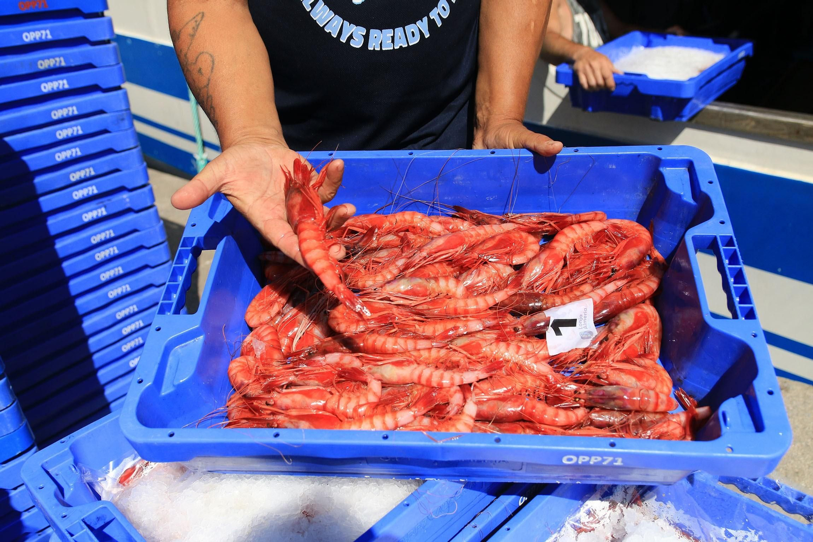 Pesca de la gamba roja.