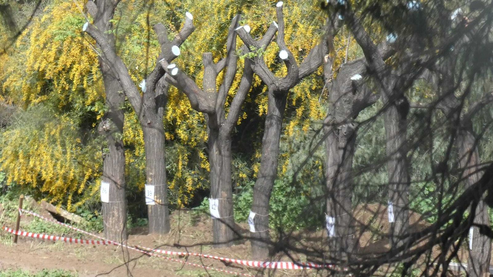 Parte de los árboles eliminados de Nervión están en las instalaciones de la EDAR de Emasesa en Tablada.