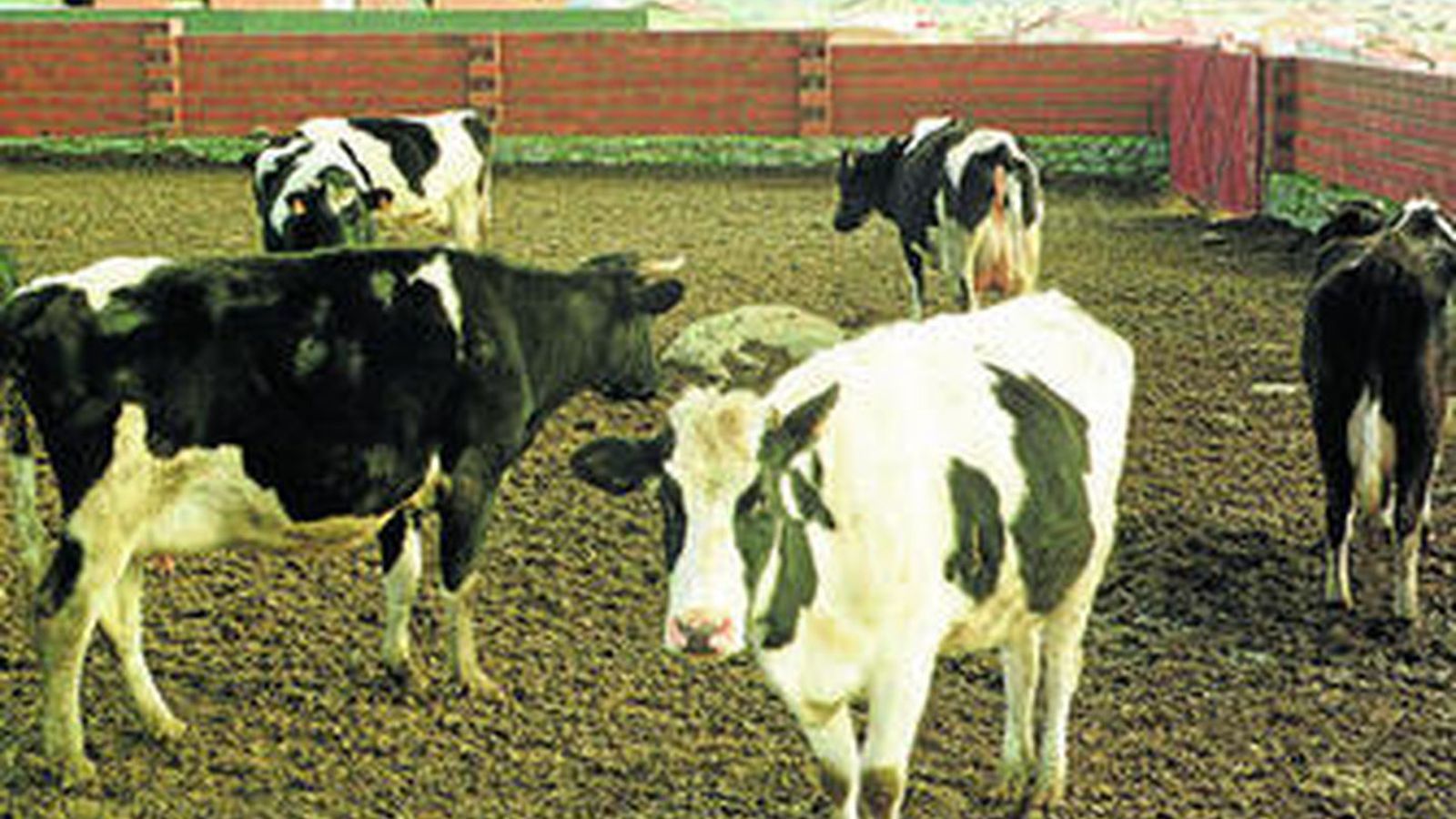 En en el año 2000 fue detectado en Galicia el primer caso de 'vacas locas'.