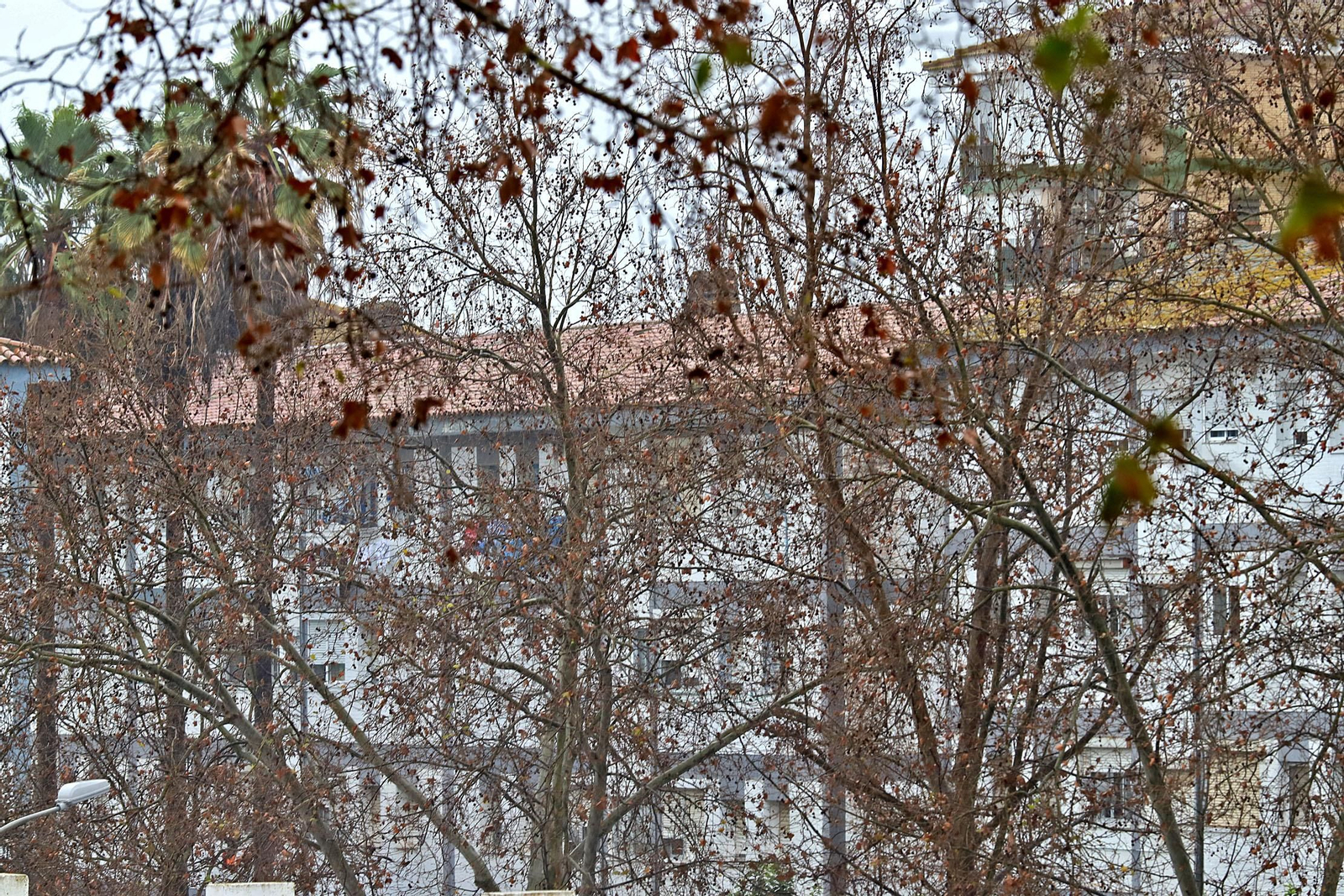 Árboles del barrio de La Hispanidad.