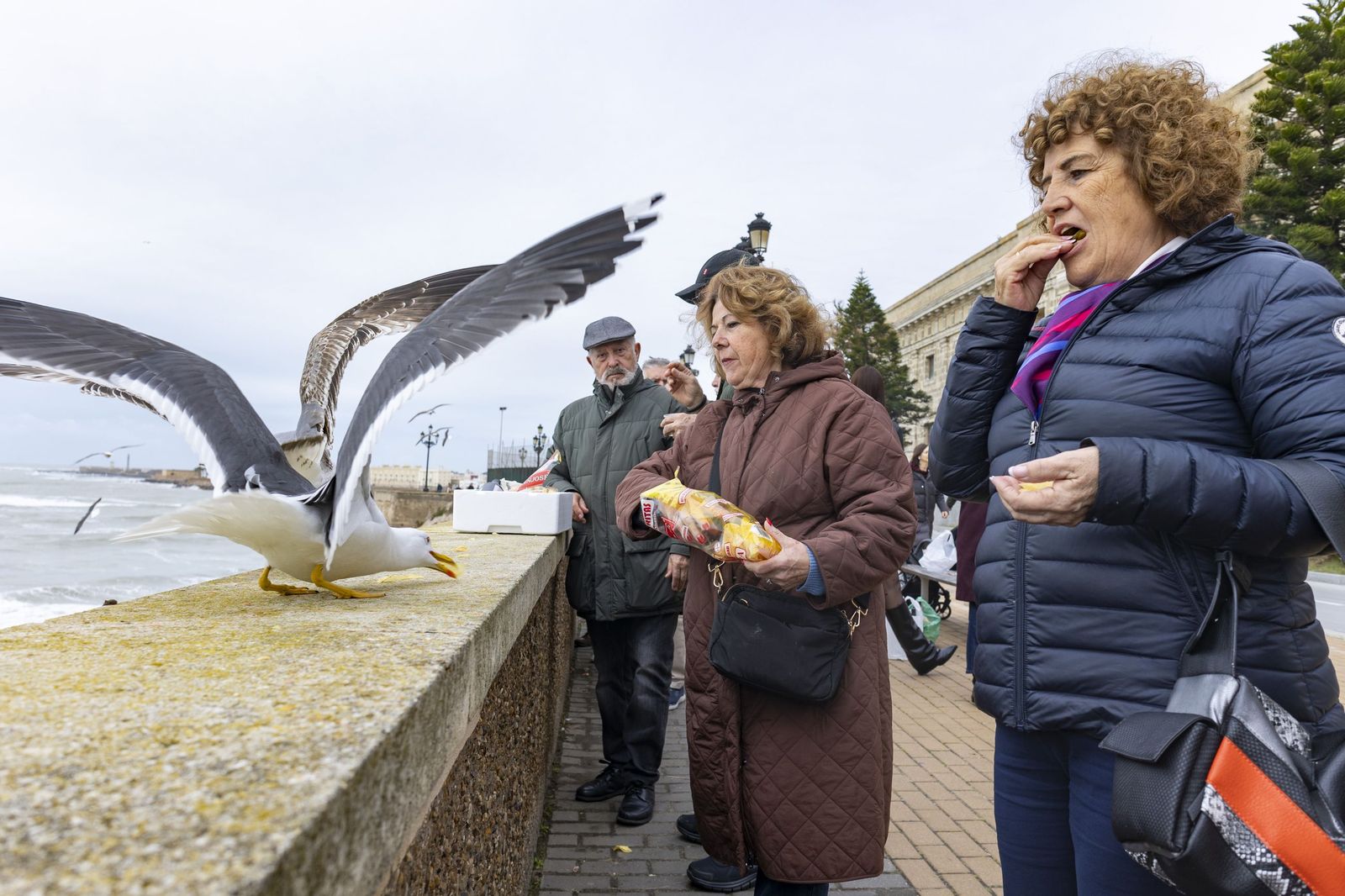 Las imágenes de la Chicharronada y la Gambada del Carnaval de Cádiz 2025